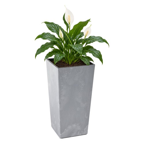 Blumenkübel xxl groß - blumenkübel,